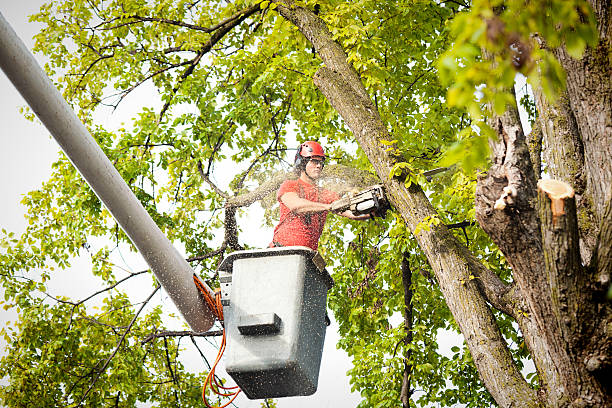 Tree Branch Trimming in Council Grove, KS